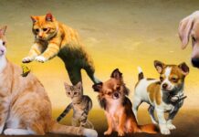 Integracja małych zwierząt z innymi zwierzętami: Podstawy zrozumienia i praktyczne porady