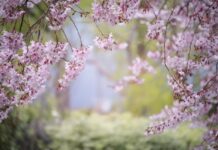 Integracja architektury krajobrazu z architekturą budynków: Harmonijne połączenie domu i ogrodu